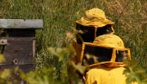 Il tempo delle api 