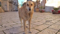 Film sulla storia del cane di Scicli, Italo