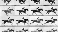 The horse in motion di Muybridge