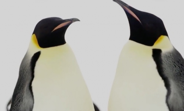 La marcia dei pinguini Il richiamo