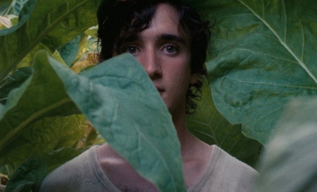 Lazzaro felice