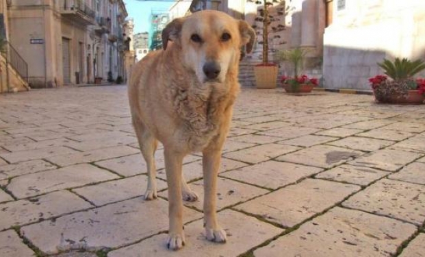 Film sulla storia del cane di Scicli, Italo