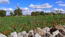 l'Apulia Film Festival a Crispiano