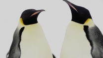 La marcia dei pinguini Il richiamo La marcia dei pinguini Il richiamo
