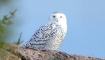 Snowy Owl by Michael Good