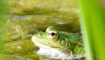 Festival della Biodiversità