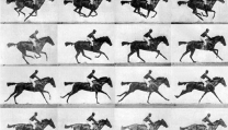 The horse in motion di Muybridge