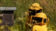 Il tempo delle api 