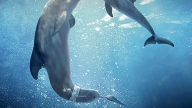 Locandina di L'incredibile storia di Winter il delfino 2