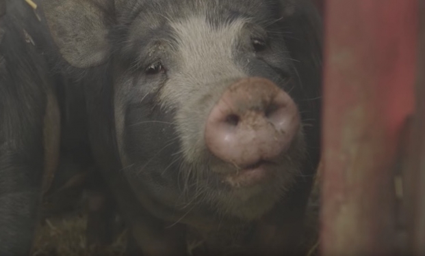 The Last Pig The Last Pig
