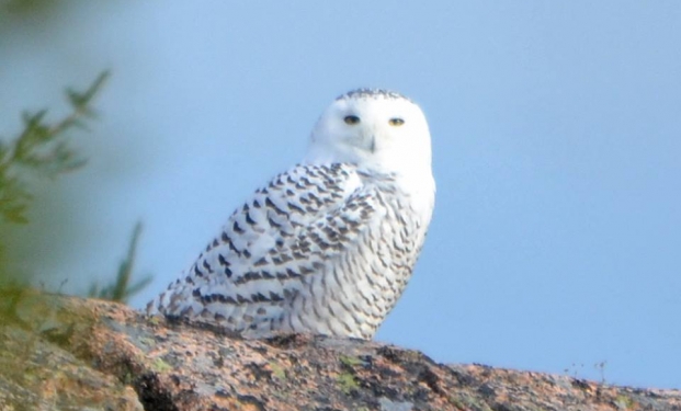 Snowy Owl by Michael Good