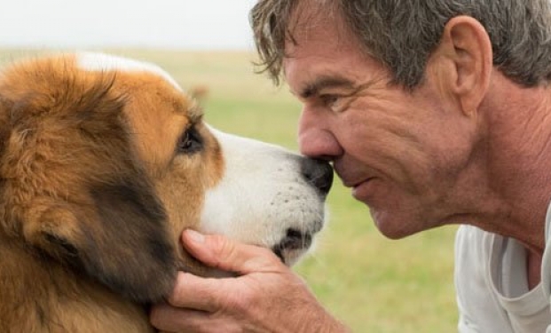 A dog's purpose