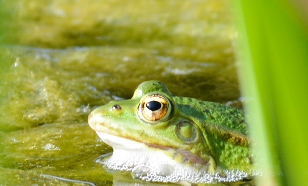 Festival della Biodiversità