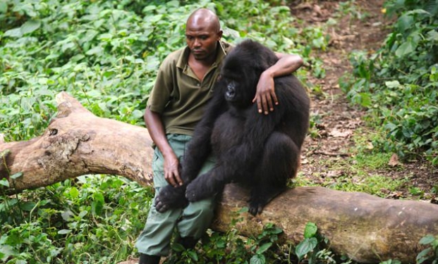 Virunga